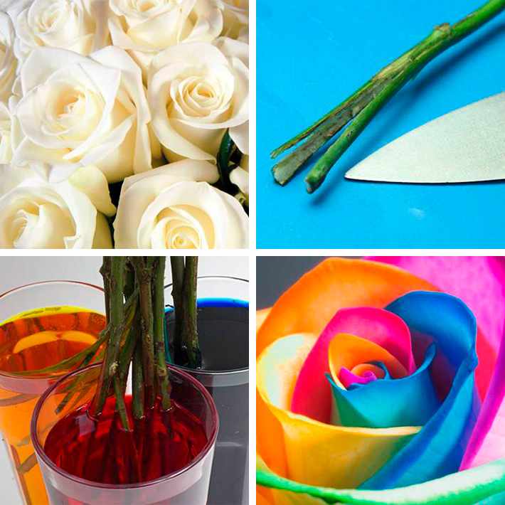 Как розы делают разноцветные: как делать цветы с разноцветными лепестками