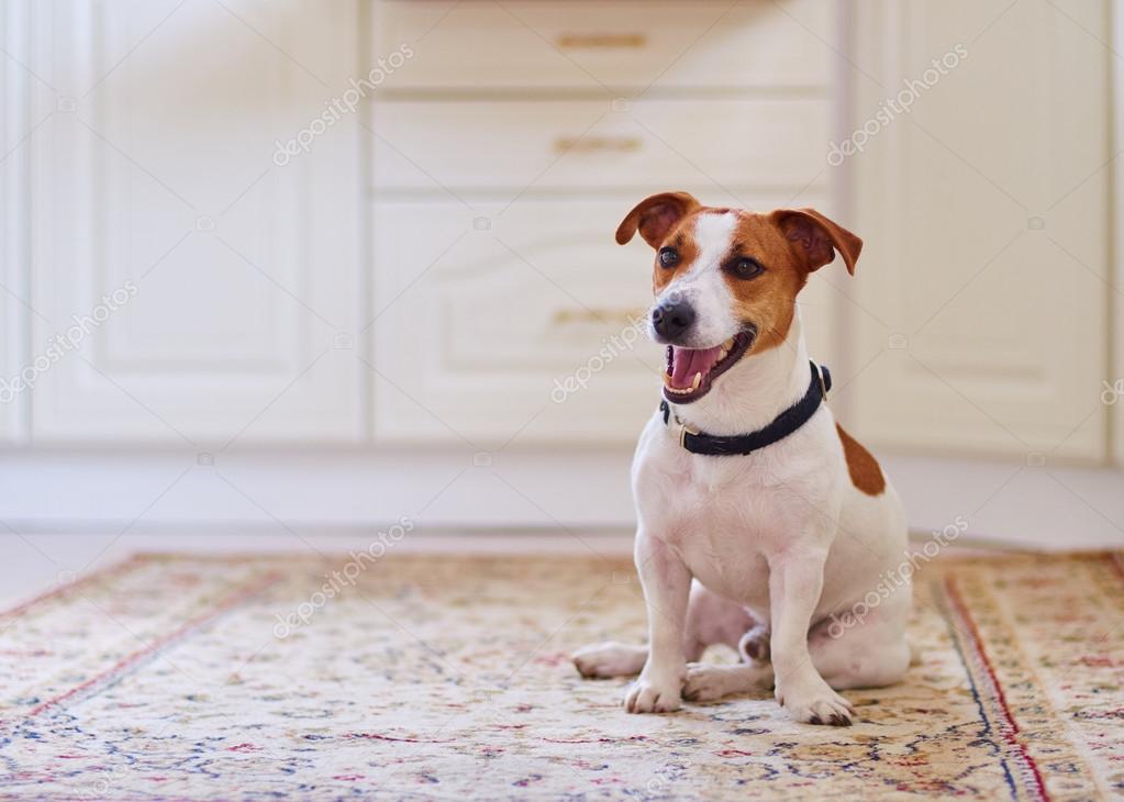 Фото собаки дома: Ошибка 404 - аватары, скачать аватарки, авы, прикольные аватарки, прикольные аватарки, аватарки бесплатно, аватарки