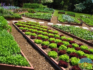 Как разделить огород и сад: Как разделить зоны огорода и сада?
