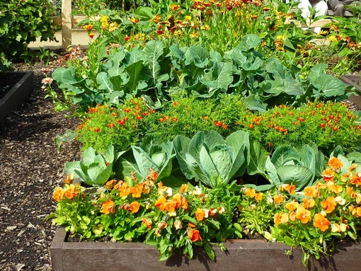 Растения огорода и сада: Список огородных растений: названия и фото