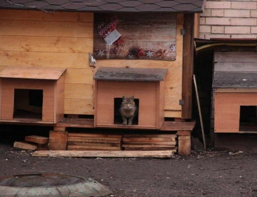 Домик своими руками для бездомных кошек: В Ичери шехер появился новый домик для бездомных кошек – ФОТО