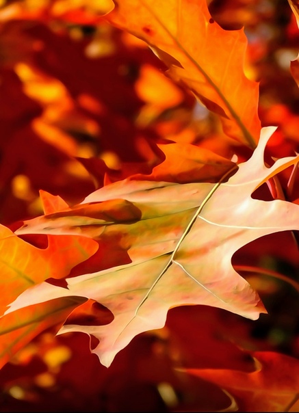 Фото листьев красивые: Картинки листья (37 фото) • Прикольные картинки и позитив