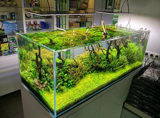 Оформление аквариумы: как красиво обустроить аквариум (фото)