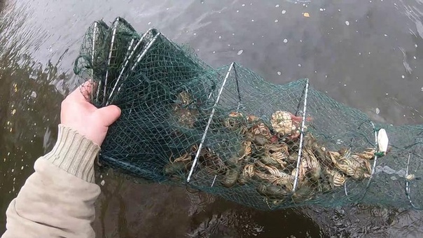 Браконьерские снасти для ловли рыбы своими руками: Браконьерские снасти для ловли рыбы