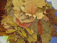 Композиции из сухих листьев: Страница не найдена — 1001fermer.ru