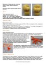 Цыпленок крючком схема и описание: Цыплята крючком - 19 бесплатных схем и описаний игрушек амигуруми