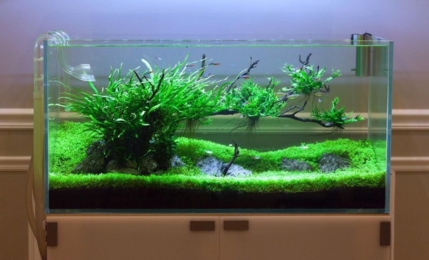 Оформление аквариумы: как красиво обустроить аквариум (фото)