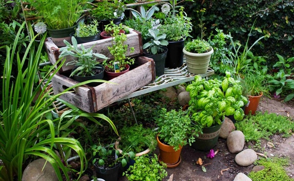 Растения огорода и сада: Список огородных растений: названия и фото