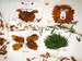 Сделать животных из листьев: Поделки из осенних листьев