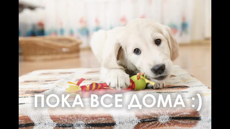 Фото собаки дома: Ошибка 404 - аватары, скачать аватарки, авы, прикольные аватарки, прикольные аватарки, аватарки бесплатно, аватарки