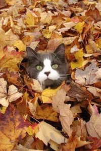 Кот из осенних листьев: Ошибка 404 - аватары, скачать аватарки, авы, прикольные аватарки, прикольные аватарки, аватарки бесплатно, аватарки