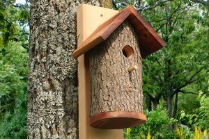 Plans and video to create a bird house from a natural log.