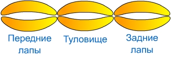 схема тигра из шариков