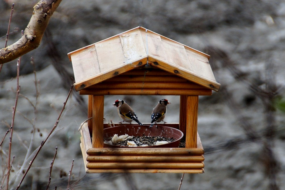 Кормушки зимой для птиц своими руками: 13 способов сделать кормушку для птиц своими руками