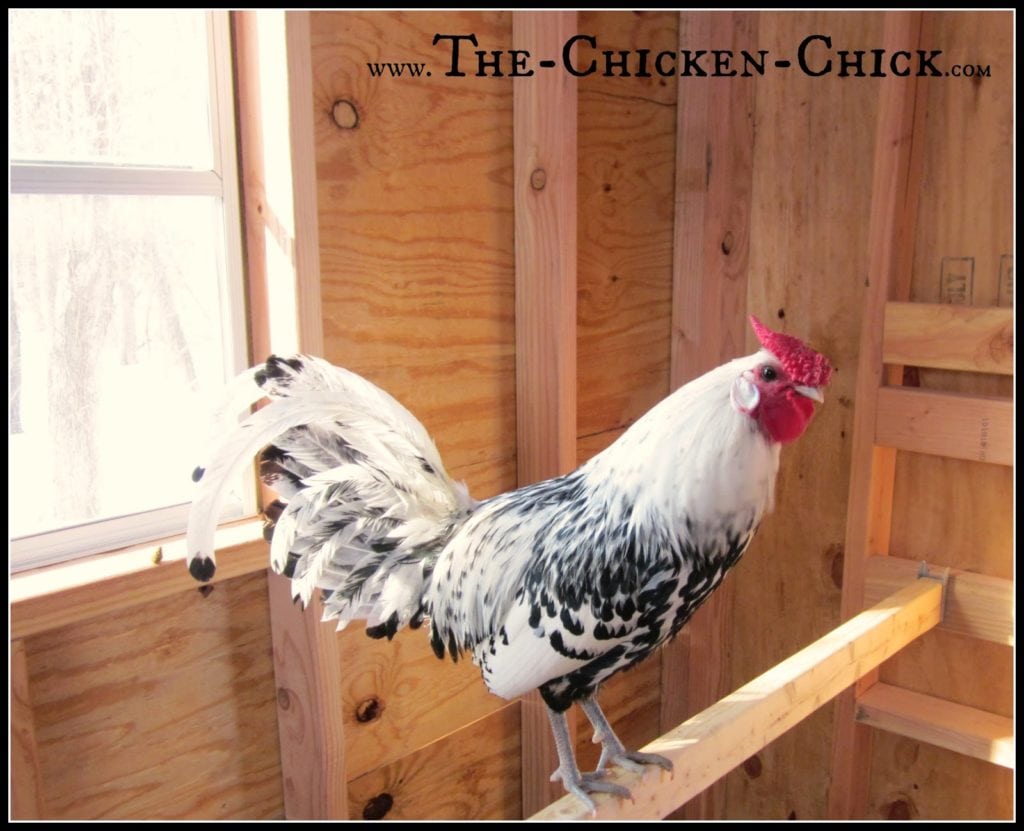 Placing windows on all four sides of the coop with open gables towards or air vents towards the top of the coop are best for maximizing air exchange, especially in cold weather.