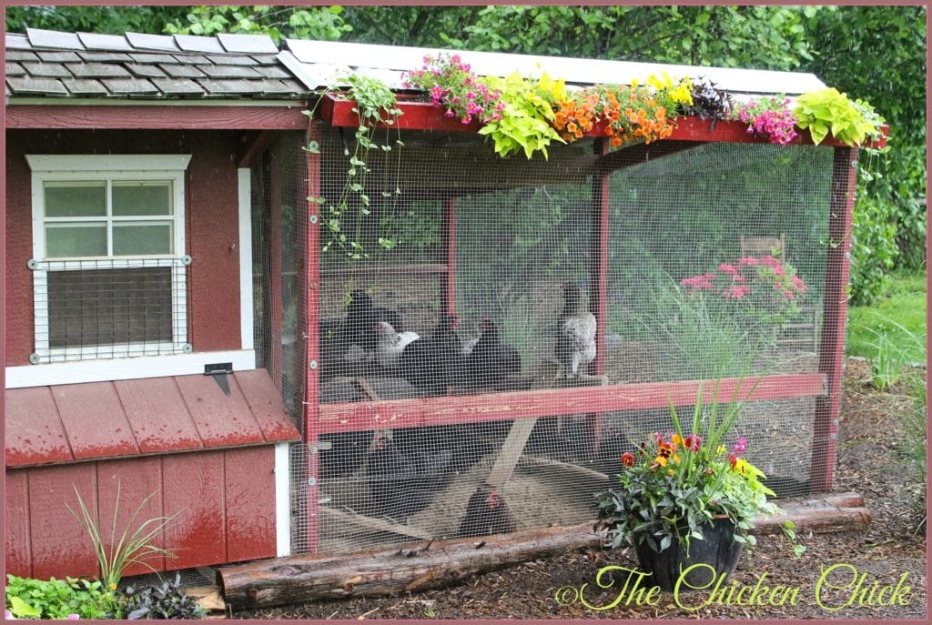 Cover the chicken run. Seriously. Covering the chicken run allows the chickens to utilize the outdoor space in inclement weather. Roofing protects the flock from aerial predators while in the run. Netting secured to the top of the run will provide raptor protection, but won’t help keep the flock dry and busy in the rain and snow.