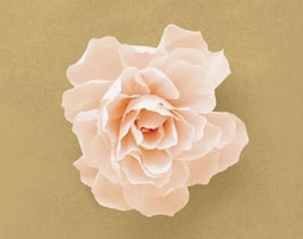 Плоские цветы из гофрированной бумаги: 125+ фото, просто и сложно, большие и маленькие розы, пионы, тюльпаны, лилии и другие
