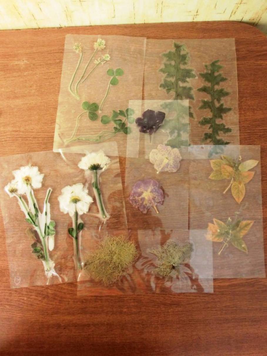 Как сделать гербарий из листьев своими руками: Как сделать гербарий для начальной школы образец. Как правильно сохранить растение для гербария