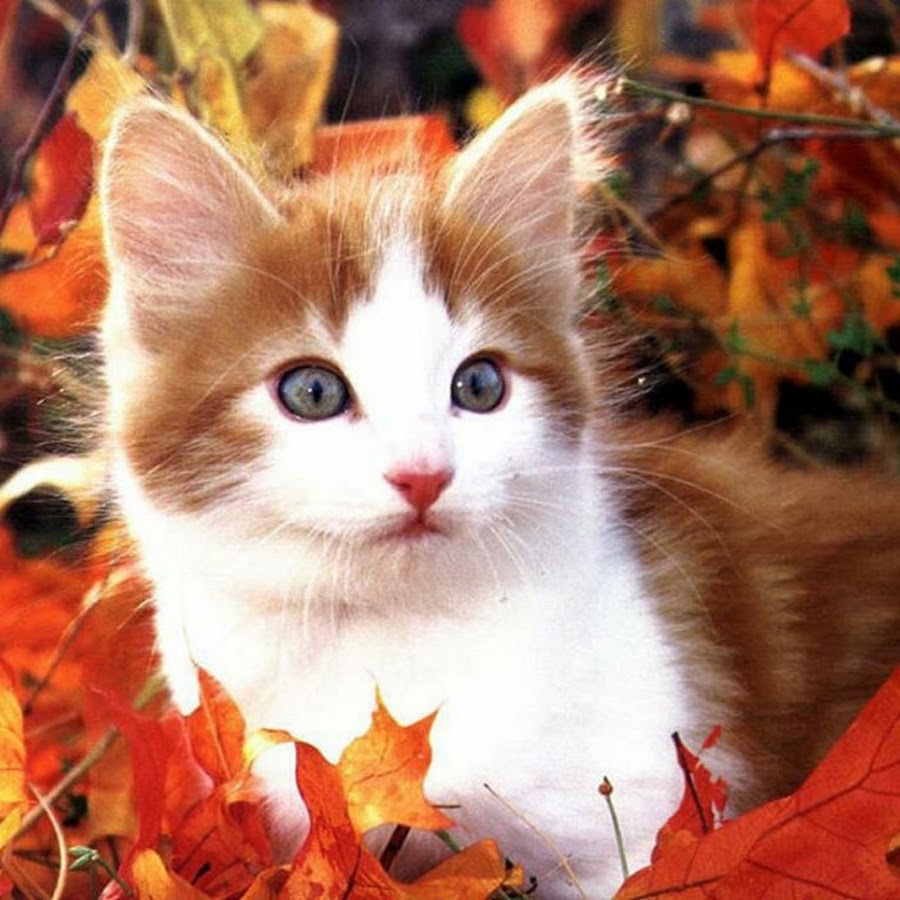Кот из осенних листьев: Ошибка 404 - аватары, скачать аватарки, авы, прикольные аватарки, прикольные аватарки, аватарки бесплатно, аватарки