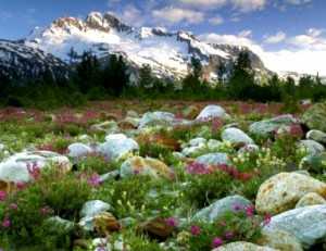 Альпийская горка маленькая – Маленькая альпийская горка своими руками, фото для начинающих, пошаговые схемы
