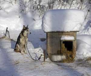 Чем обшить будку для собаки – Чем можно обшить буде собаке снаружи и внутри?