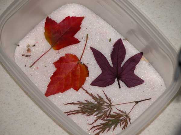 Что можно сделать из сухих листьев – 75 фото идей из осенних сухих листьев
