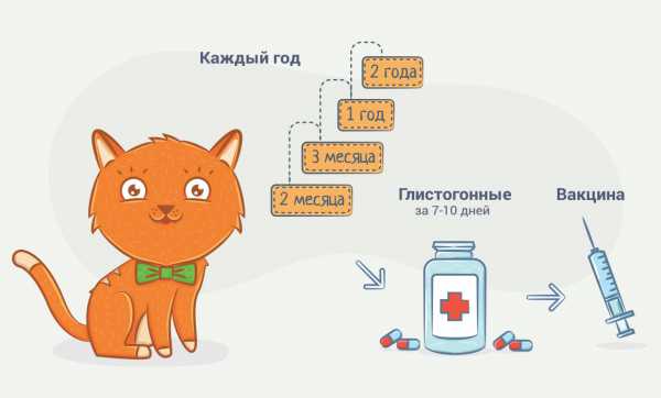 Для котят дом – руководство для тех, кто решил завести кошку или кота