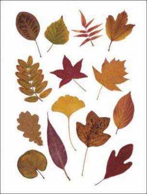 Гербарий из осенних листьев своими руками фото – Как сделать гербарий своими руками правильно