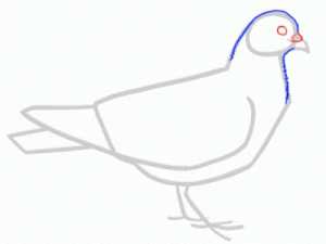 Голубь рисуем – Рисуем голубя карандашом поэтапно: пошаговая инструкция