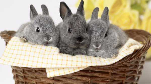 Как построить для кроликов клетки – Как построить клетку для кроликов