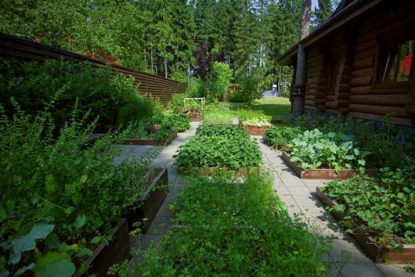 Как разделить огород и сад – 105 фото планирование и распределение участка