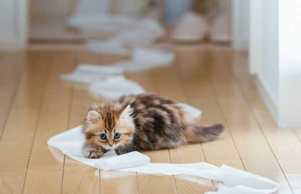 Как сделать для кота – Игрушки для котят своими руками в домашних условиях, как сделать интересную для кошки игрушку