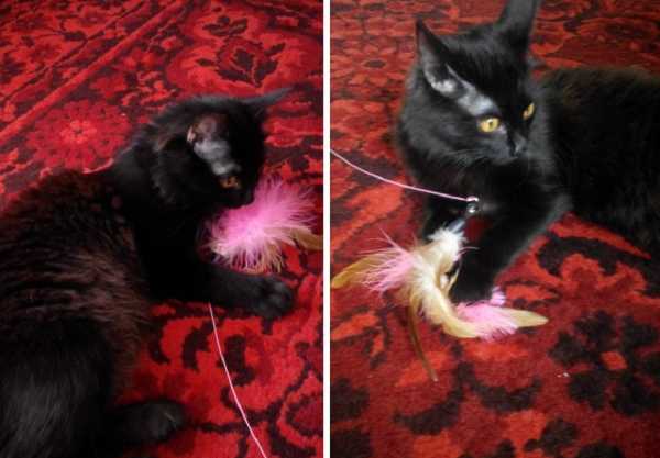 Как сделать для кота – Игрушки для котят своими руками в домашних условиях, как сделать интересную для кошки игрушку