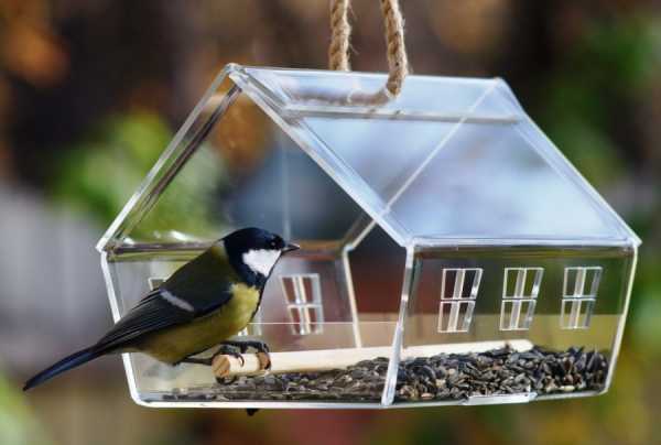 Кормушки необычные – 30 самых необычных кормушек для птиц — Roomble.com