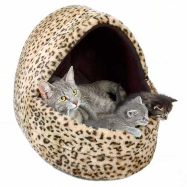 Кровать для кота своими руками фото – Лежанка для кошки своими руками: мастер-классы