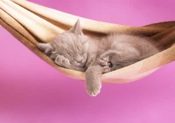Кровать для кота своими руками фото – Лежанка для кошки своими руками: мастер-классы