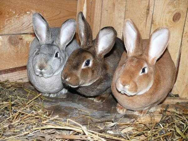 Курятник крольчатник – возможно ли содержать их вместе, особенности содержания