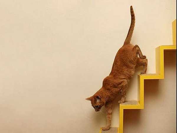 Лесенка для кошки своими руками – Лестница для кошки своими руками