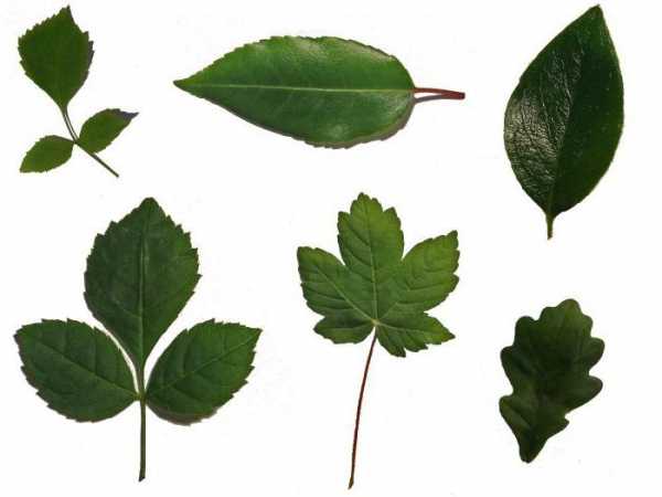 Листья разных цветов – Листья растений | WikiBotanika.ru