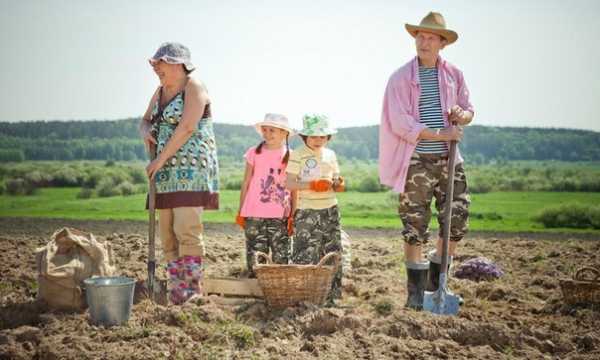 Огород большой – Маленький огород – большой урожай