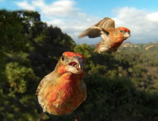 Птичьи кормушки своими руками фото – Кормушки для птиц - изготавливаем самостоятельно 55 фото идей по дизайну