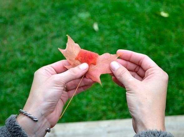 Собака из осенних листьев – 75 фото идей из осенних сухих листьев