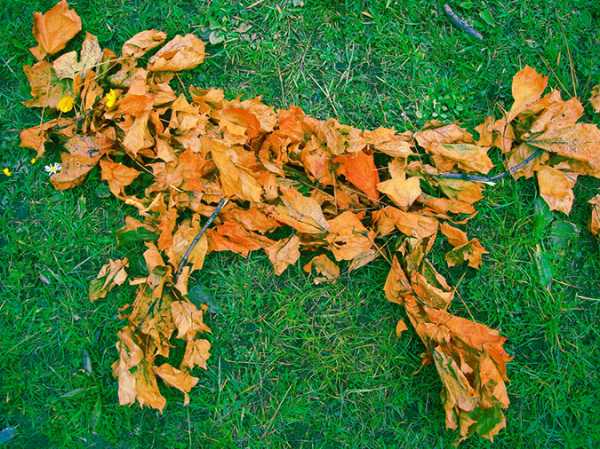 Узоры из листьев фото – Узоры из опавших листьев — Офтоп на TJ